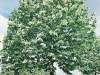 Tilia tomentosa 